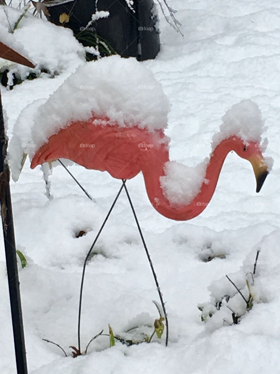 Rare Atlanta Georgia snowbird