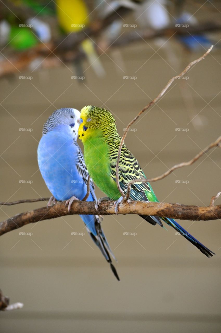 Budgies