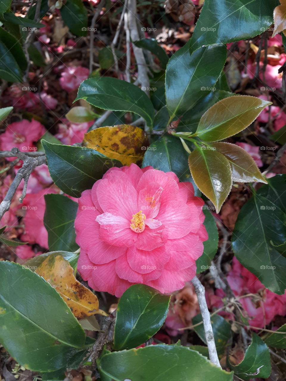 Pink Flower. Does anyone know the name of this flower?