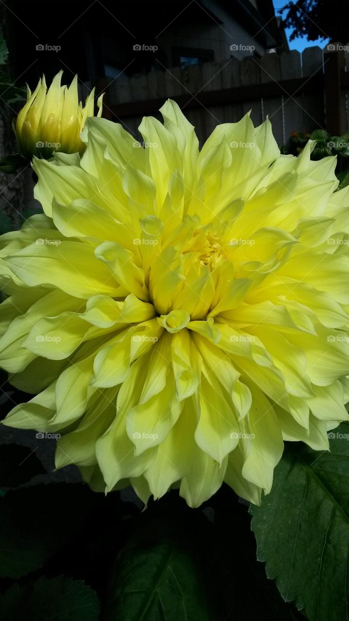 my yellow Dahlia2014