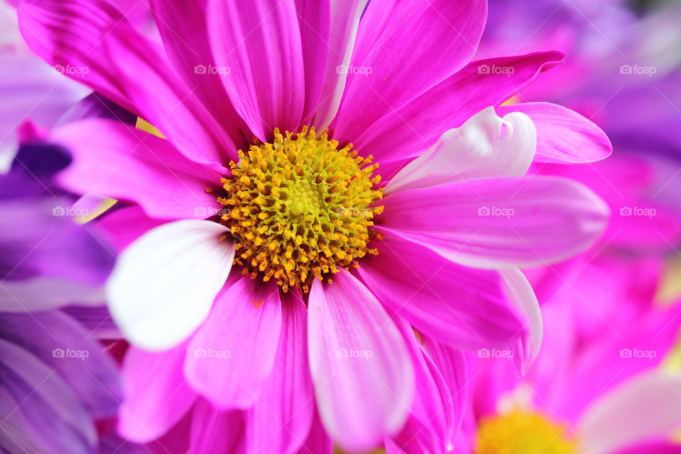 Spring Flower Pink and White