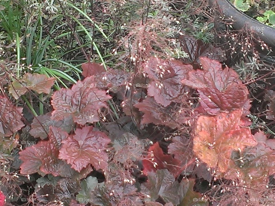 Autumn Coral Bells