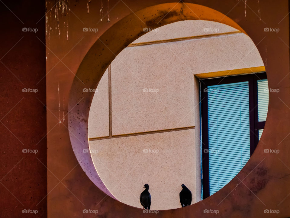 Birds Sitting In Circle Opening In A High-rise Building In The City