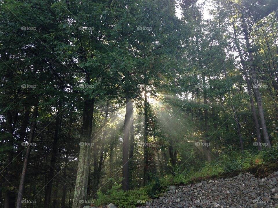 Sunbeam streaming through trees