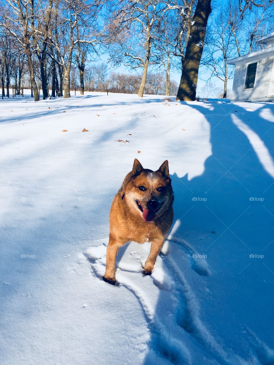 A very happy Red Heeler / Australian Cattle Dog stops playing to pose for a photo next to long blue shadows in the snow on a sunny day