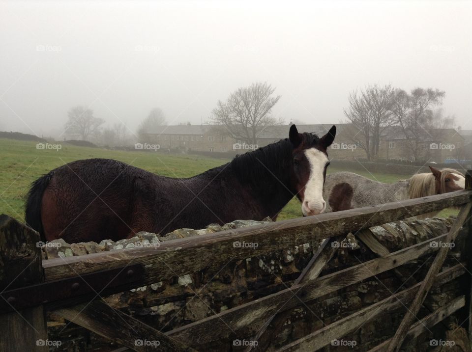 Horses in the village of Haworth, England in a foggy day