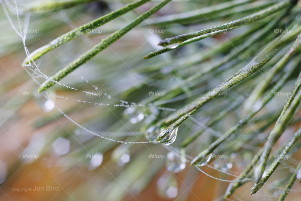 Winter droplets