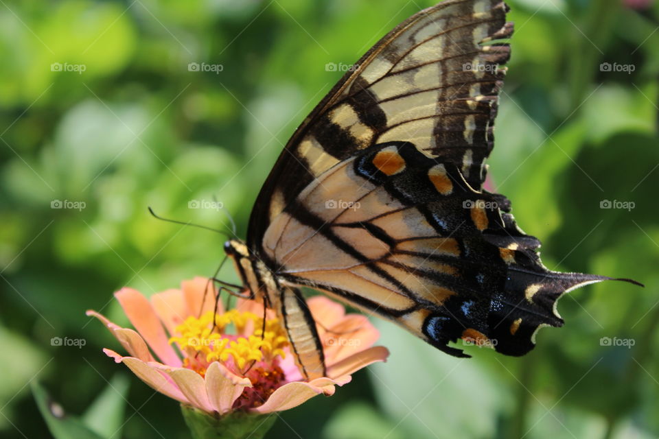 Butterfly on a Zinnia