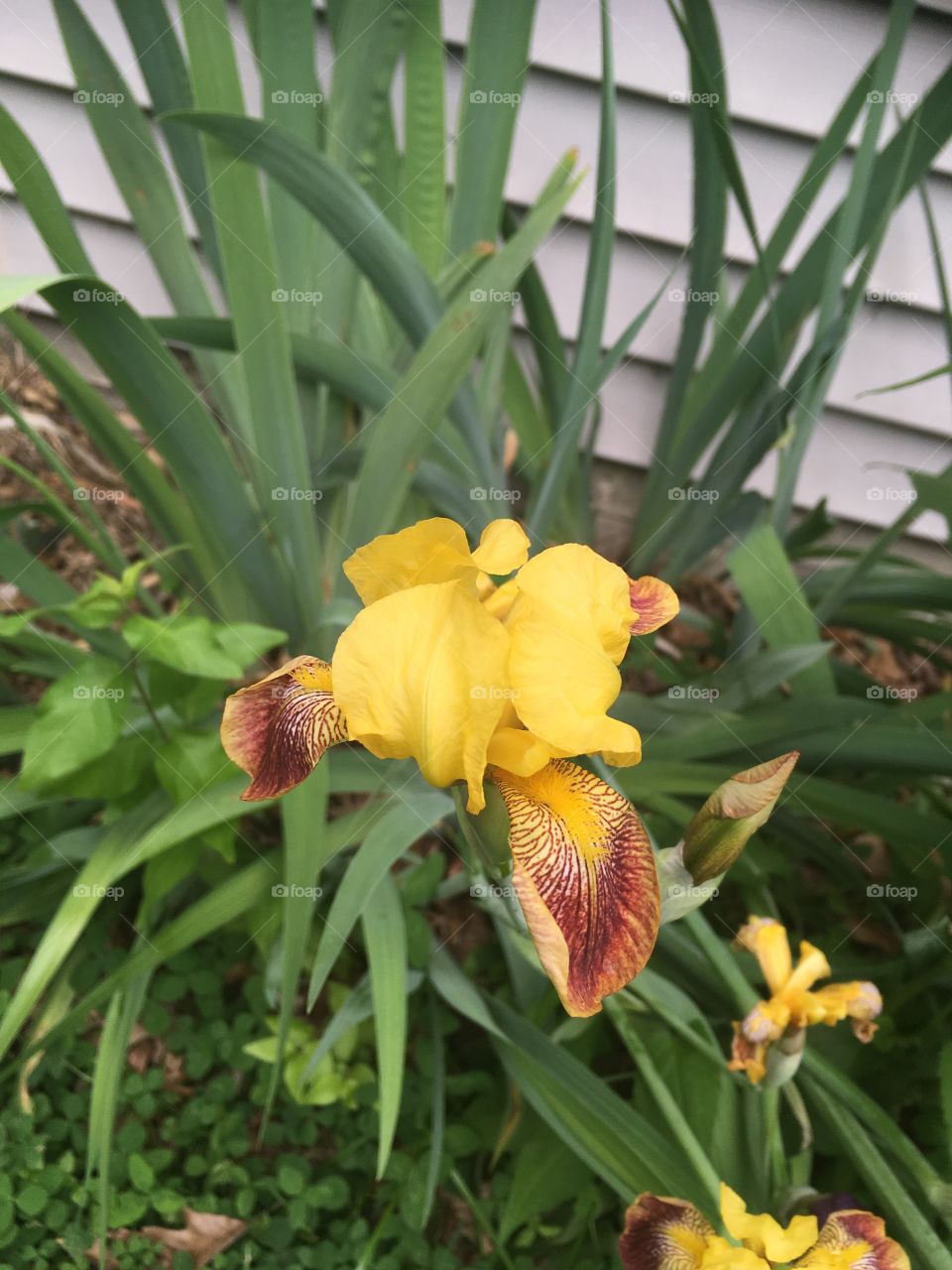 Yellow and purple Iris 