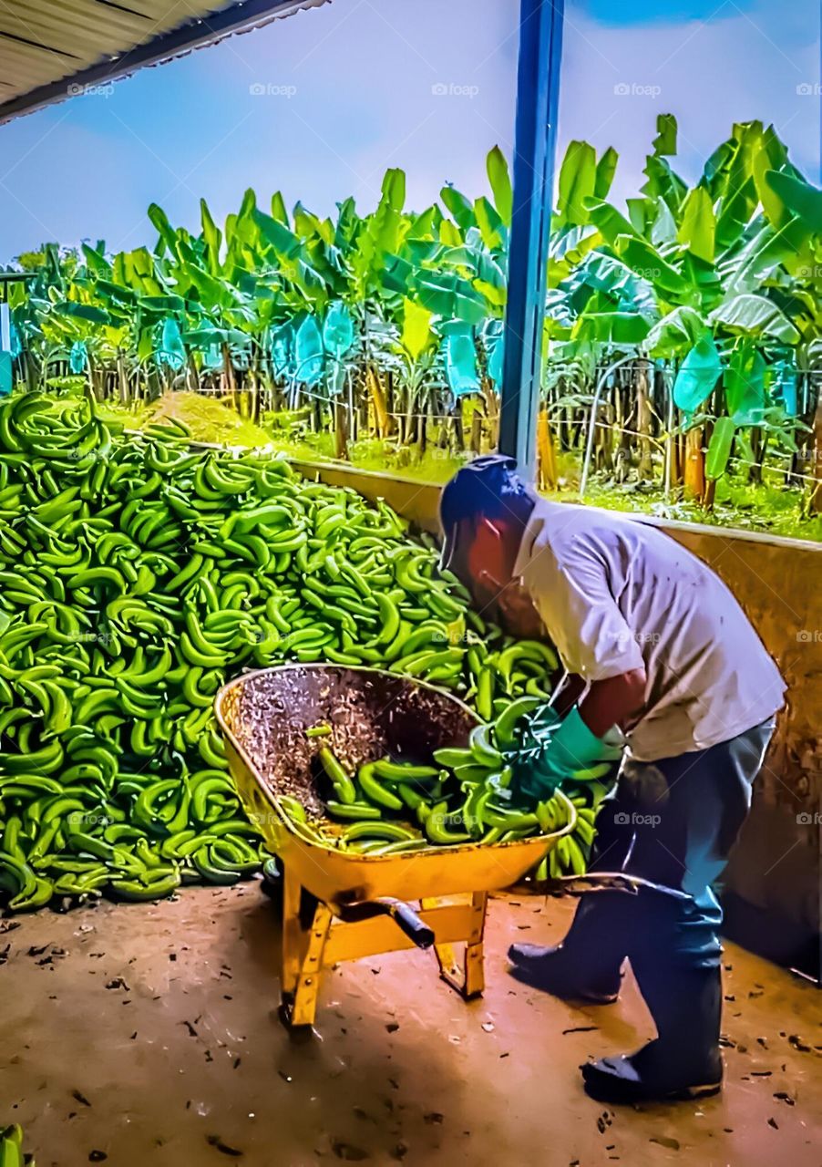 MI GENTE PLATANERA DE COLOMBIA