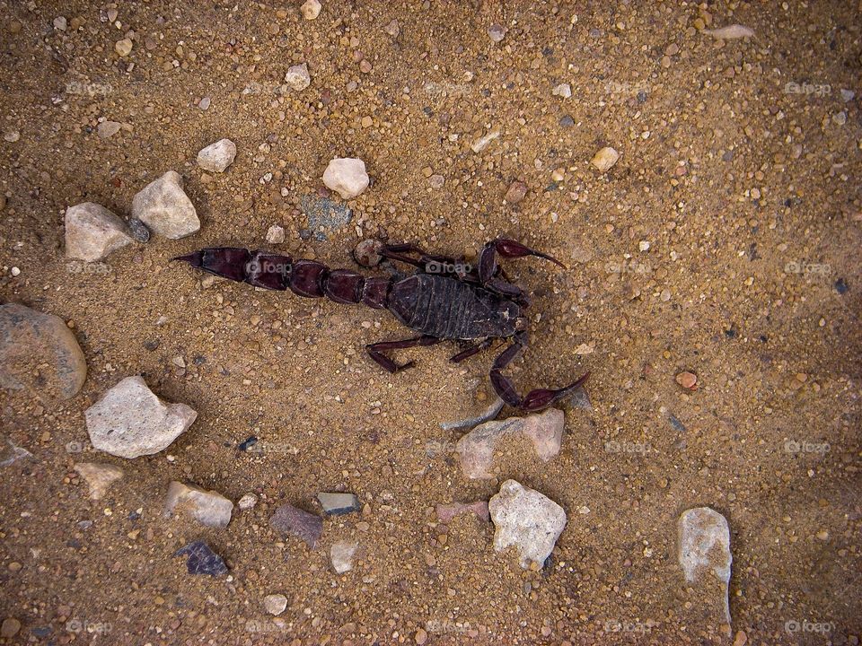 Scorpion