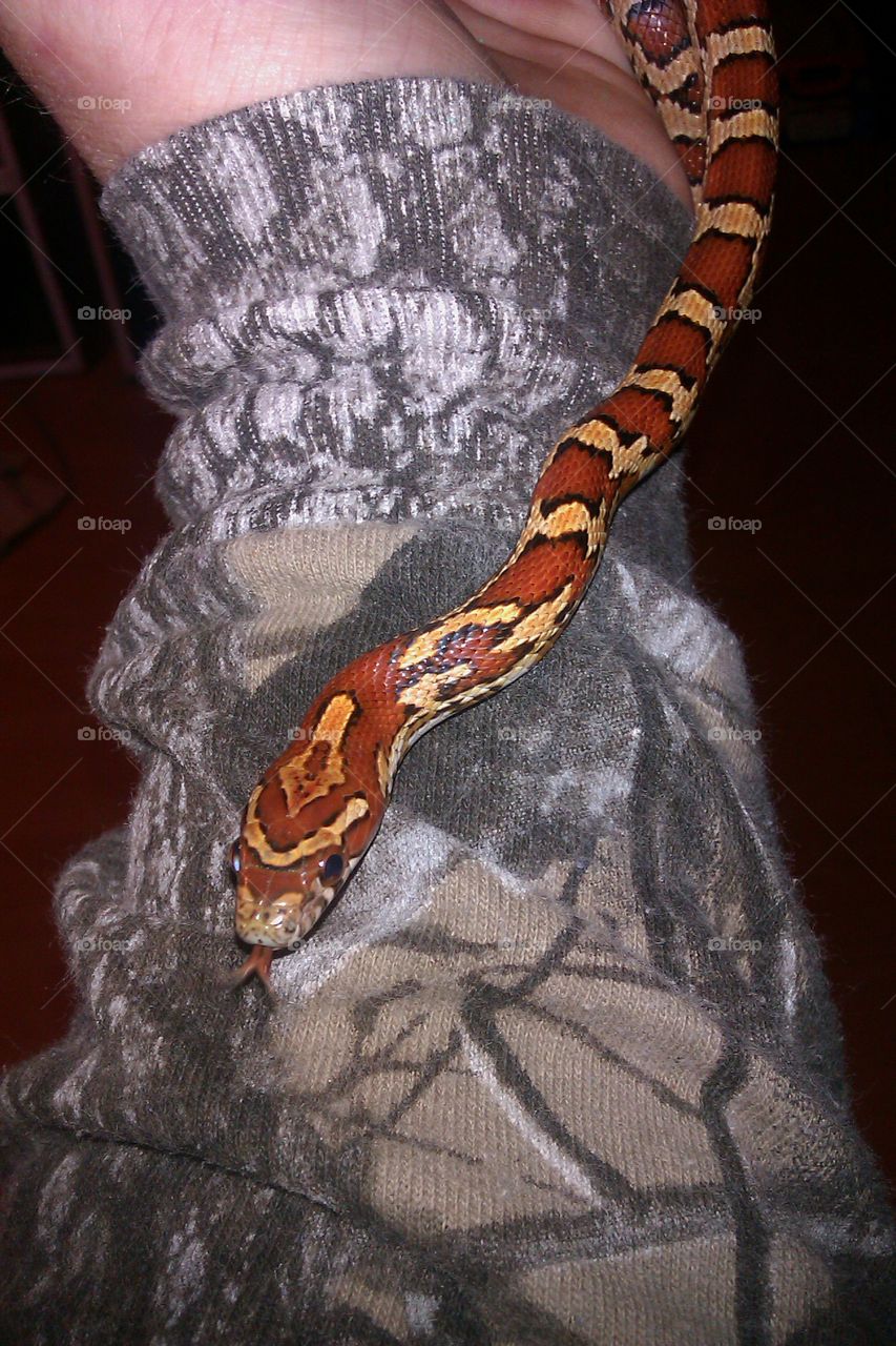 corn snake