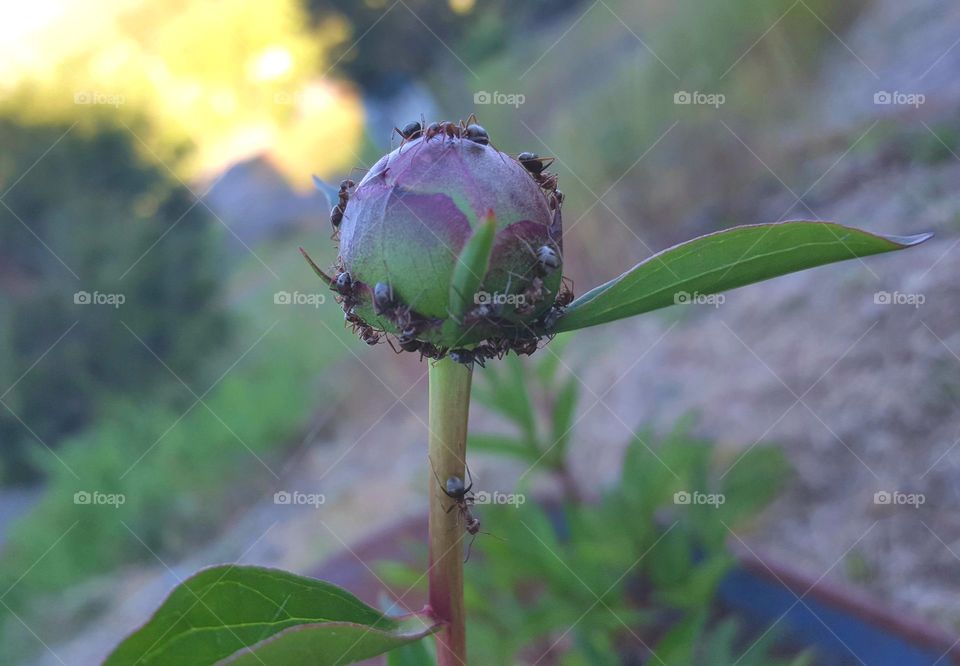 A close up of ants that are all over a flower about to bloom in my garden