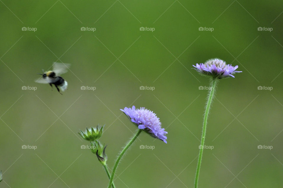 garden flower summer flying by hkjohan