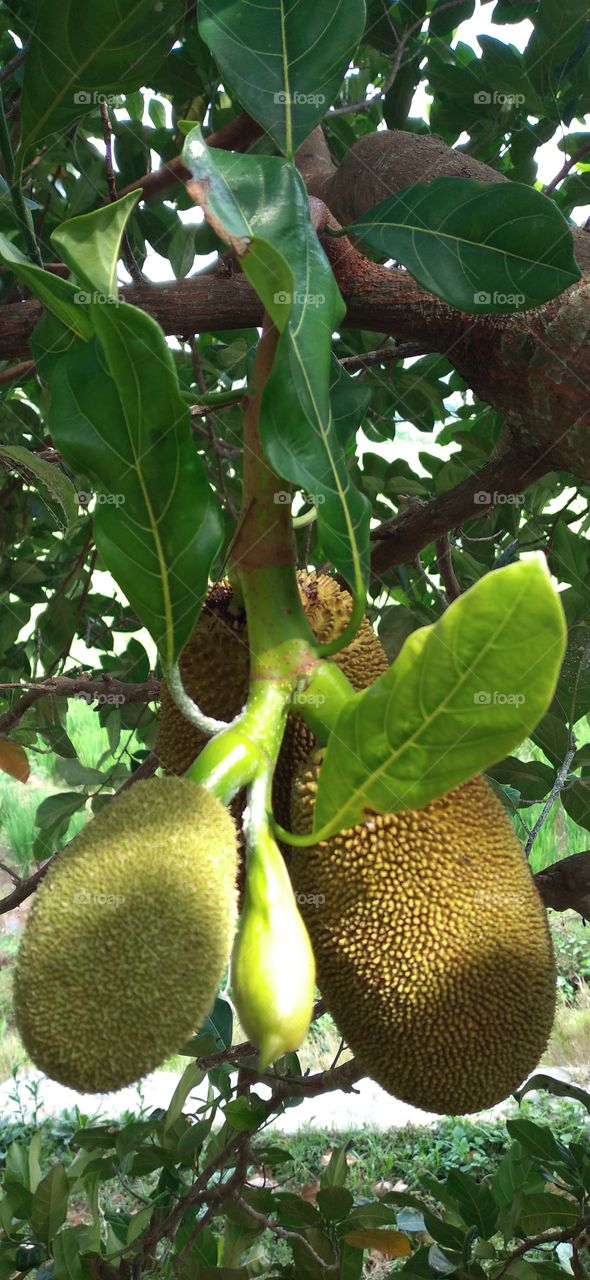 Jackfruit is the name of a type of tree, as well as its fruit. Jackfruit tree belongs to the Moraceae tribe; scientific name is Artocarpus
