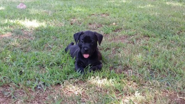 Foster pup