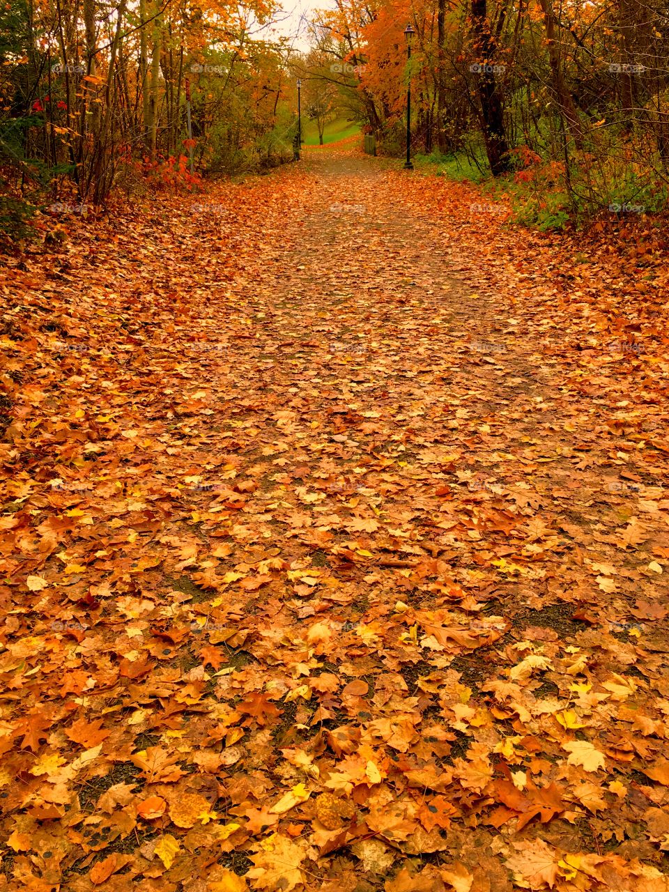 Autumn road