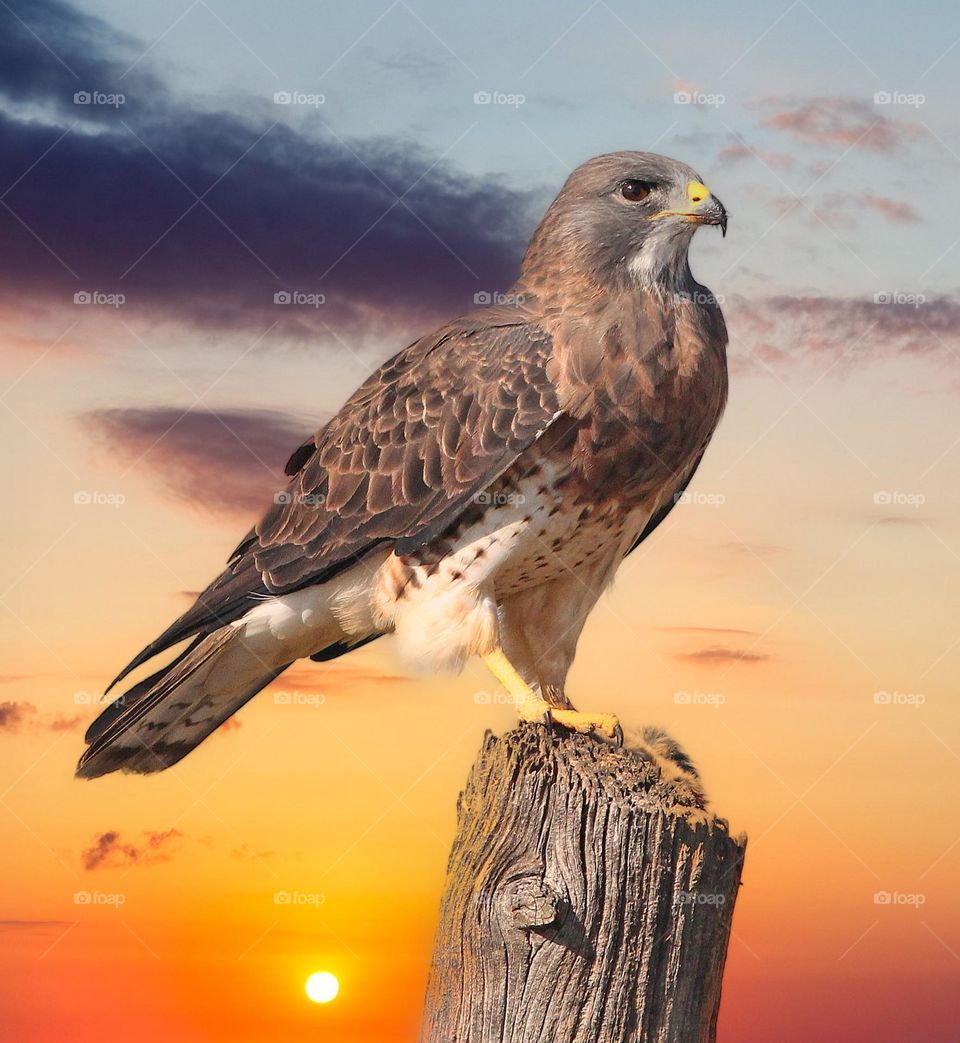 Beautiful and cute bird