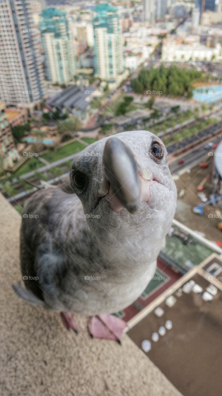 Hungry seagull hanging out in front of my window looking for food. 