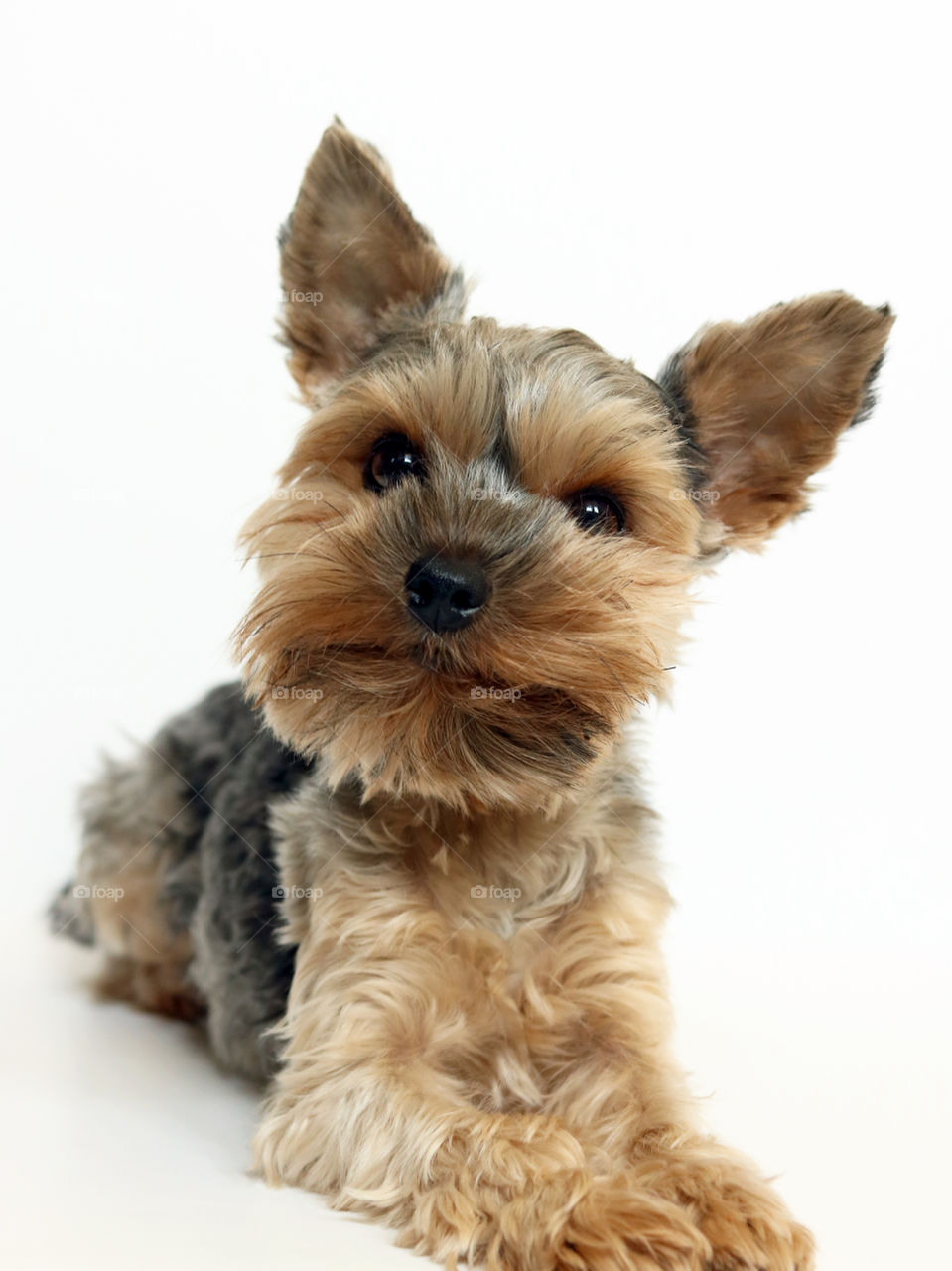 Yorkie dog