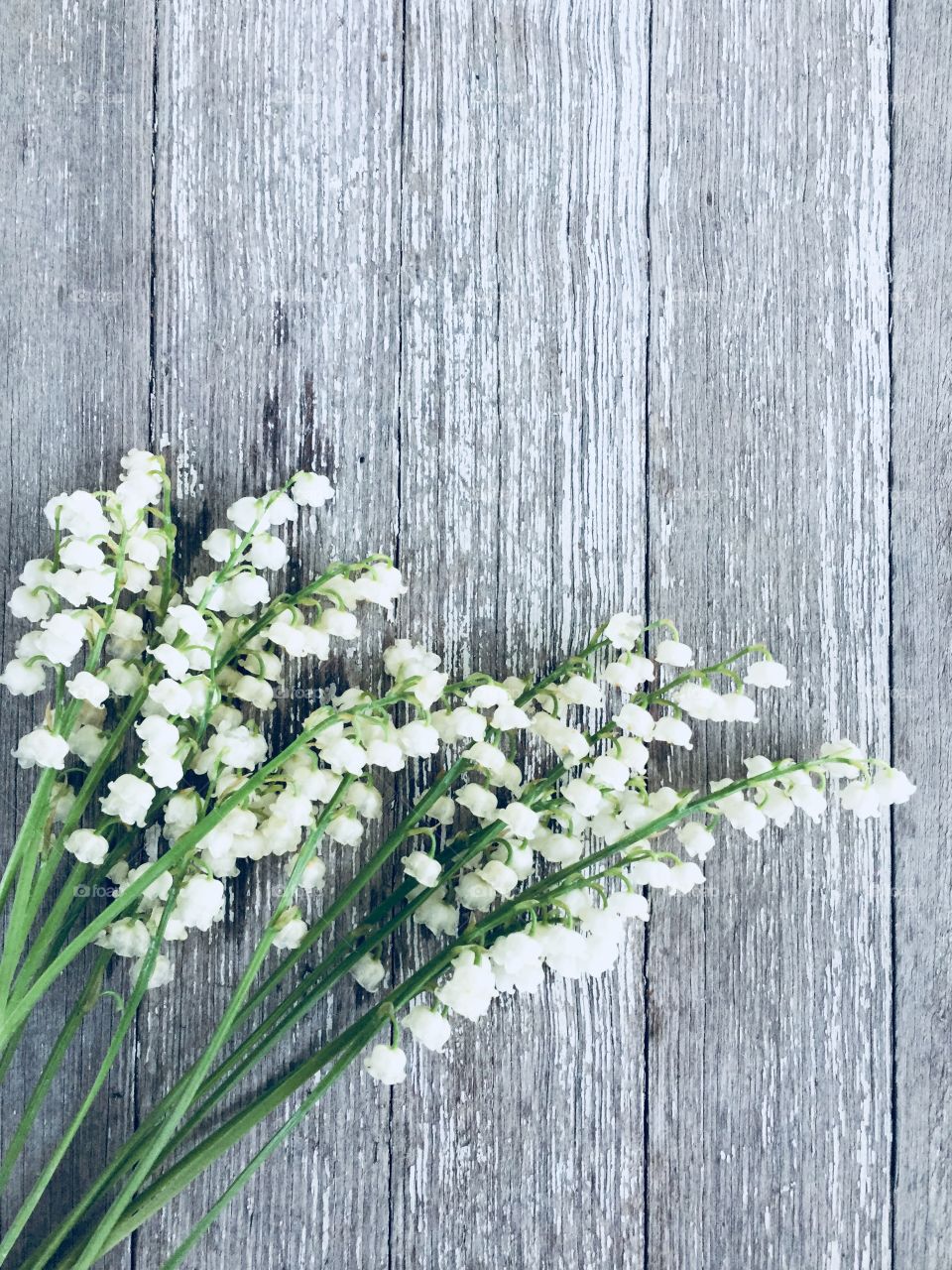 Lily of the Valley on a rustic grey and white wooden background (portrait)