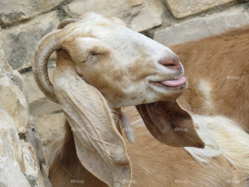 funny goat, bigmouth