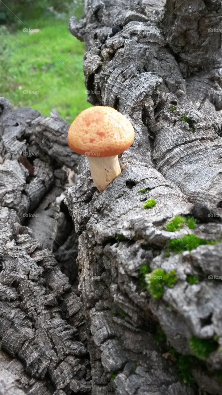 Fungus, Mushroom, Wood, Nature, Moss