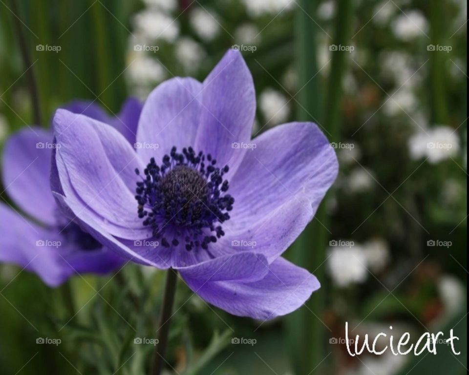 purple flower