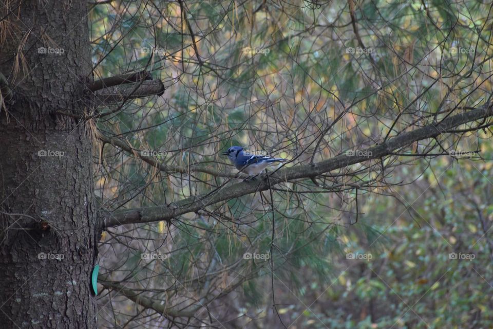 A bluejay squawking in an evergreen tree