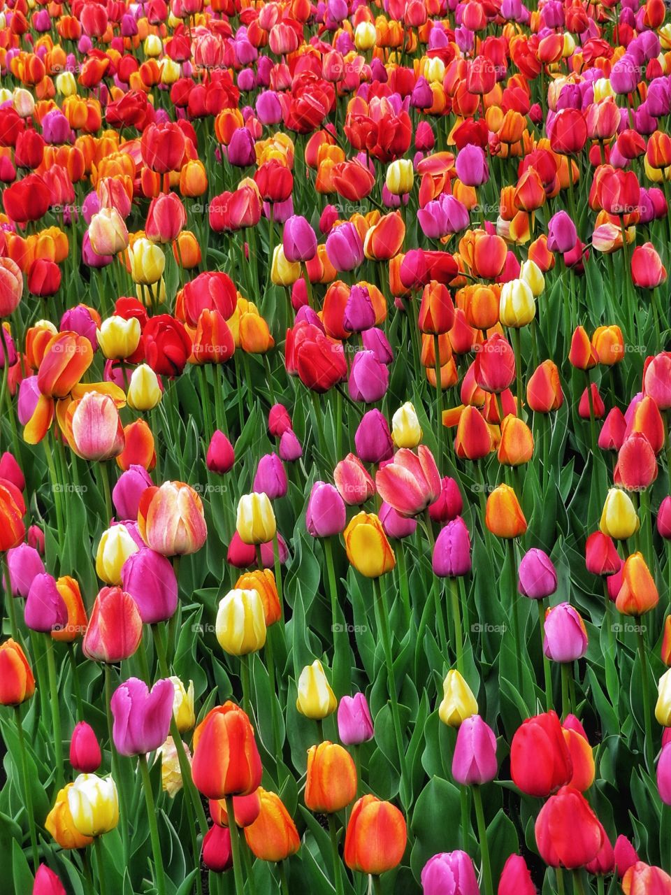 Tulips Montreal Botanical Gardens 