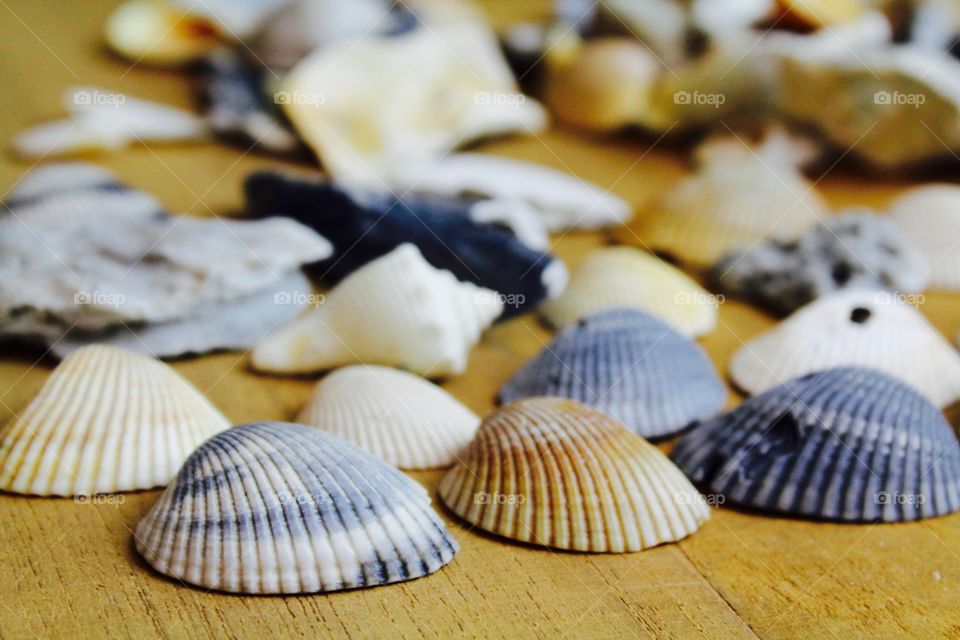 Many seashells 
