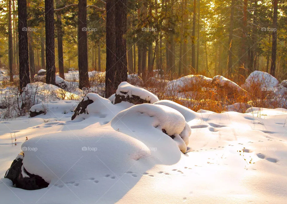 Winter morning