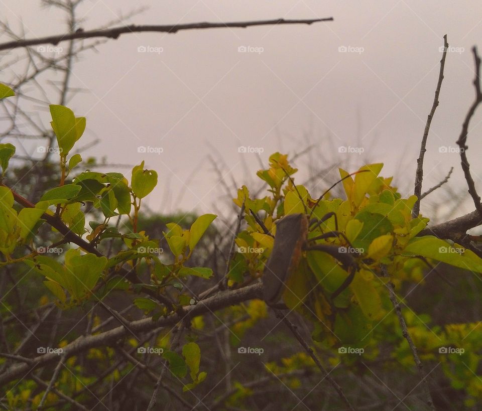 jungle small animals