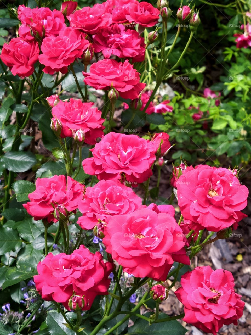 Bush of blossoming red roses