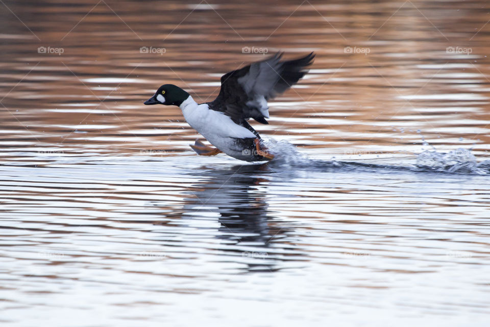 Duck in a hurry , running on water .
Anka som har bråttom,  springer på vattnet 