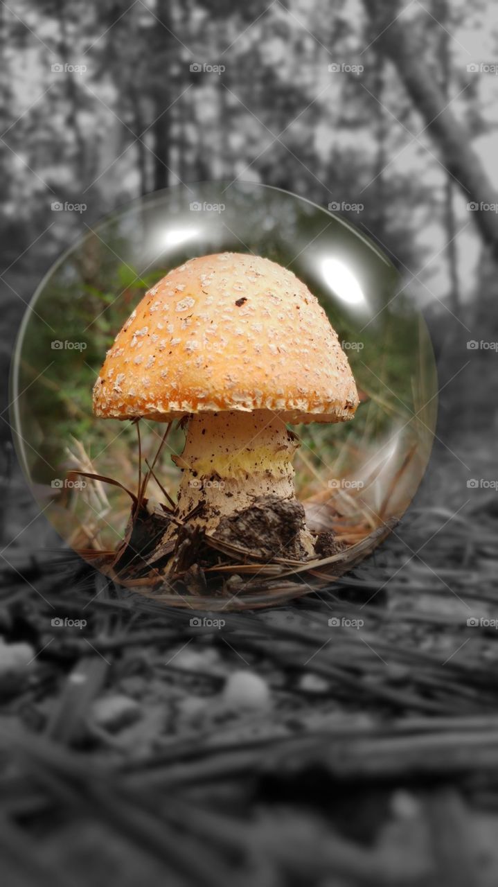 mushroom in a bubble