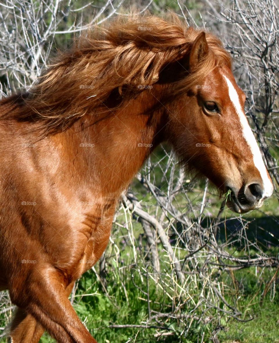 Beauty of a Wild Horse
