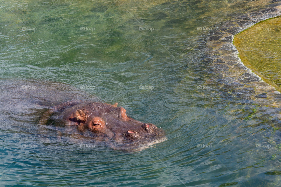 Hippopotamus on the surface