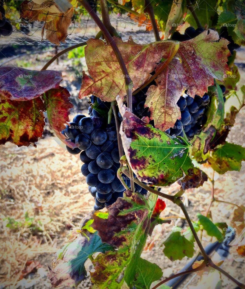 California Vineyard 