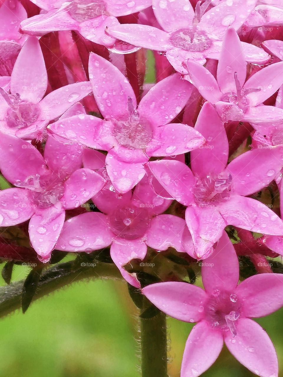 Barbie pink flowers