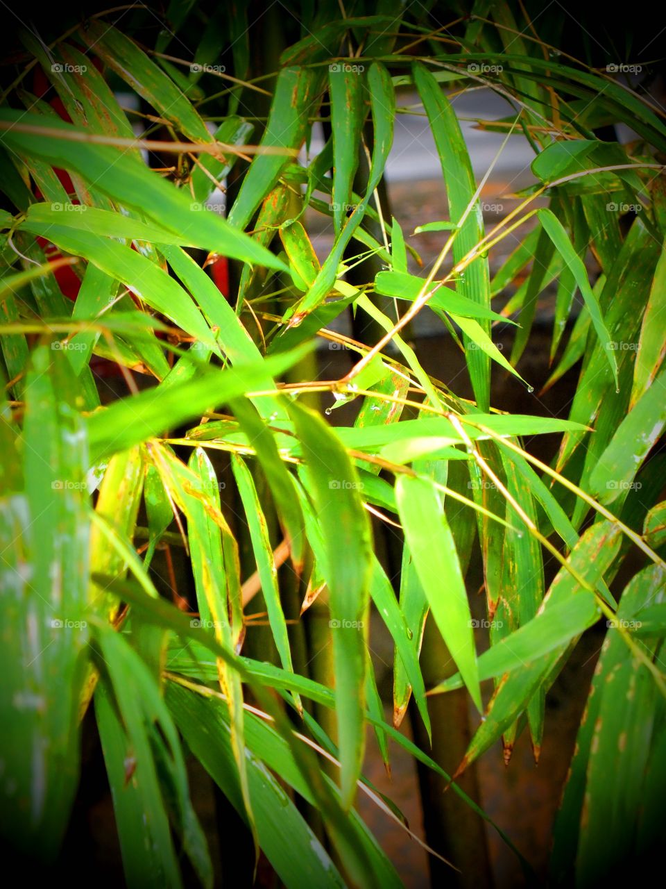 Leaves
