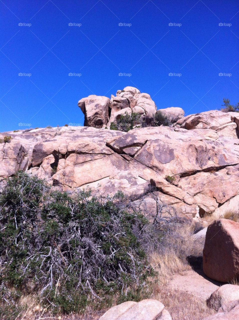 Joshua Tree