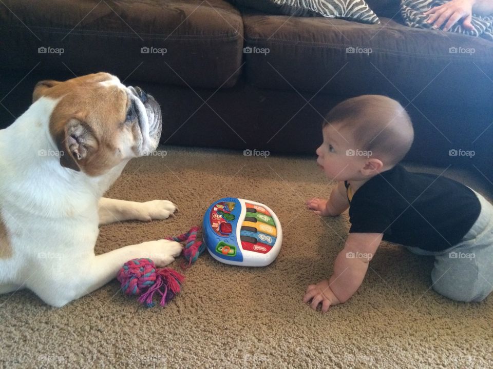 Two Bulldogs, but one is a little boy