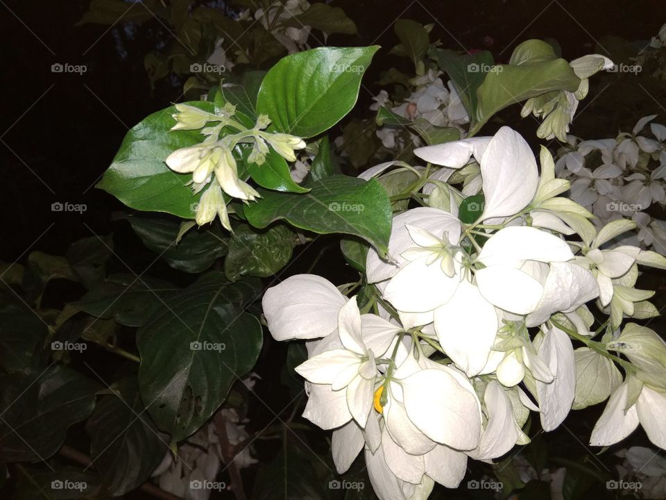 white season flower