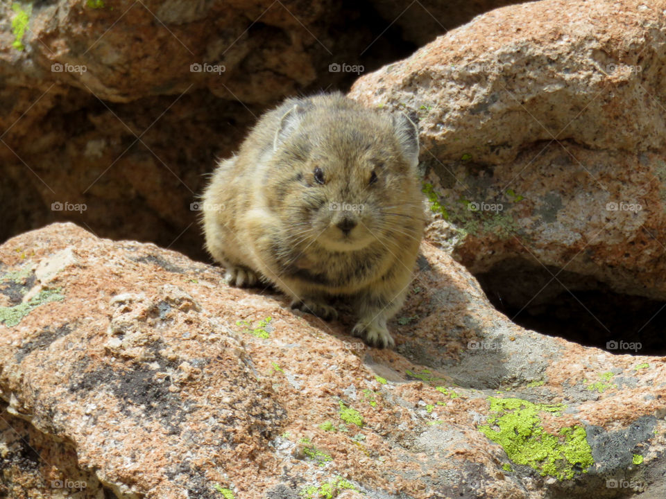 What Are You Lookin' At?. A Pika checking me out atop Crested Butte in Colorado.