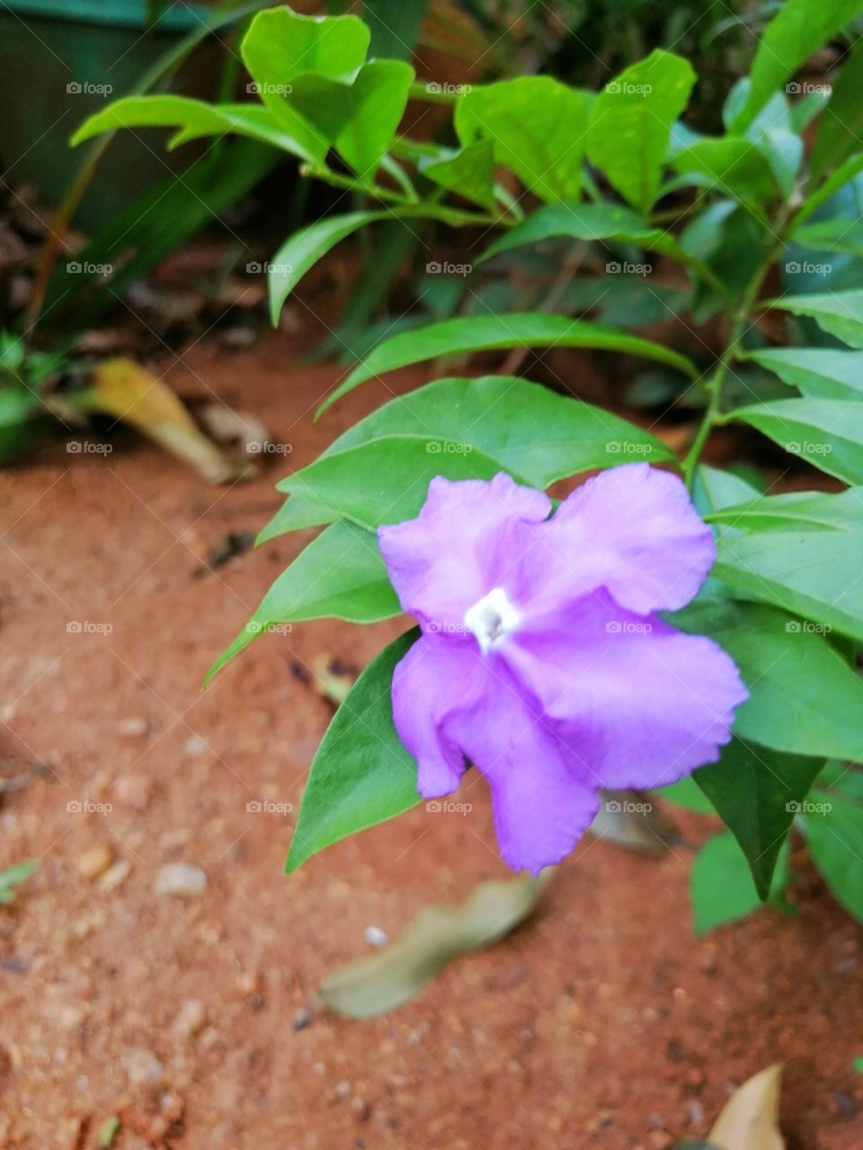 flower
