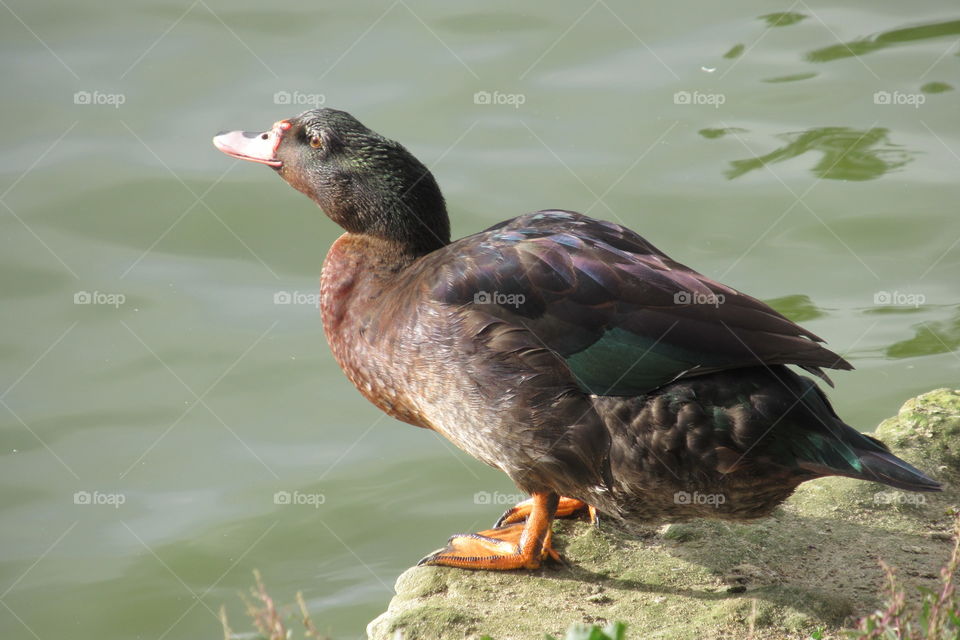 Duck