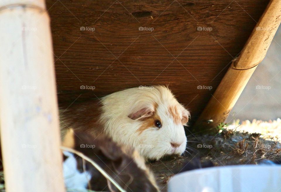 Guinea pig sitting outdoors
