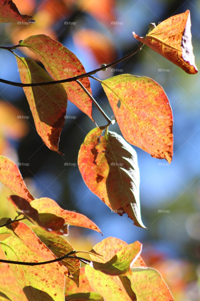 Leaves