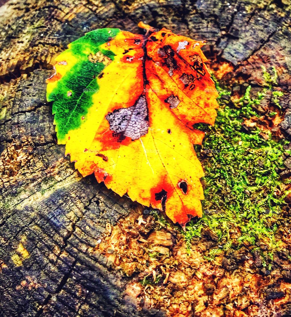 Close-up of dry maple leaf